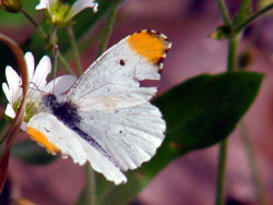 falcateorangetip2.jpg