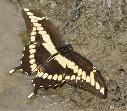 giantswallowtail.jpg
