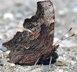 graycomma2.jpg