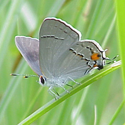 grayhairstreak.jpg