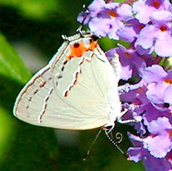 grayhairstreak2.jpg