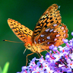 greatspangledfritillary.jpg