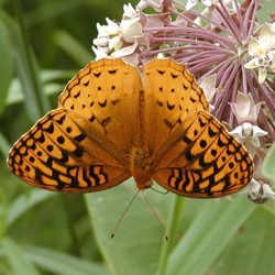 greatspangledfritillary2.jpg