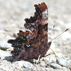 greencomma2.jpg