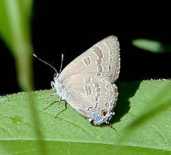 hickoryhairstreak.jpg