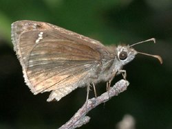 horacesduskywing2.jpg