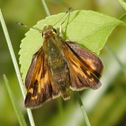 indianskipper2.jpg