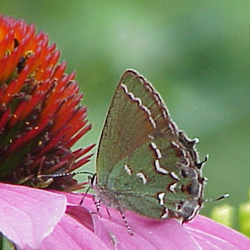 juniperhairstreak.jpg