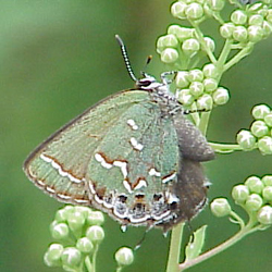 juniperhairstreak2.jpg