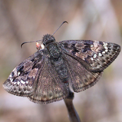 juvenalsduskywing.jpg