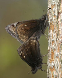 juvenalsduskywing2.jpg