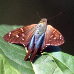 longtailedskipper.jpg