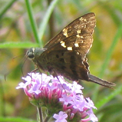 longtailedskipper2.jpg