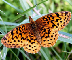 meadowfritillary.jpg