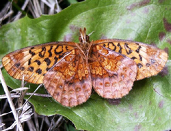 meadowfritillary2.jpg