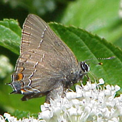 oakhairstreak2.jpg