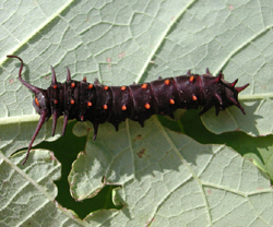 pipevineswallowtail2.jpg