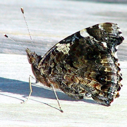 redadmiral2.jpg