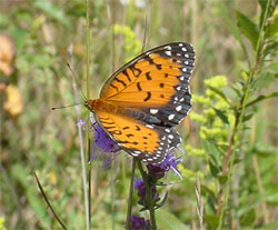 regalfritillary.jpg