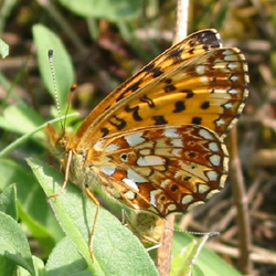 silverborderedfritillary.jpg