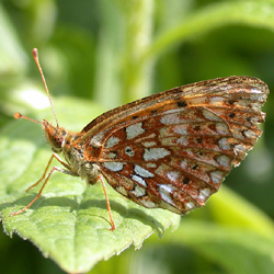 silverborderedfritillary2.jpg