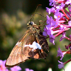 silverspottedskipper2.jpg