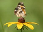 silverycheckerspot.jpg