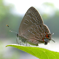 stripedhairstreak.jpg