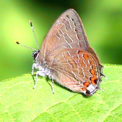 stripedhairstreak2.jpg