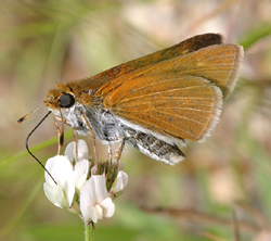 twospottedskipper2.jpg