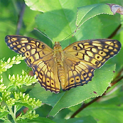 variegatedfritillary.jpg