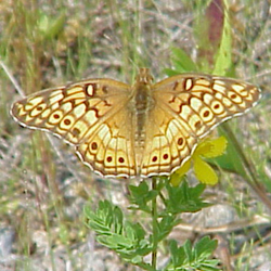 variegatedfritillary2.jpg