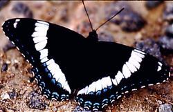 whiteadmiral.jpg