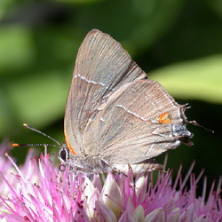 whitemhairstreak.jpg