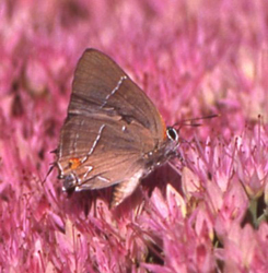 whitemhairstreak2.jpg