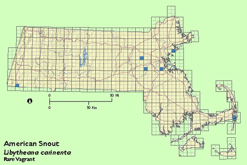 American Snout map