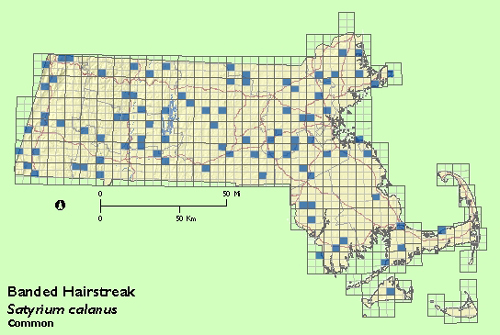 Banded Hairstreak map