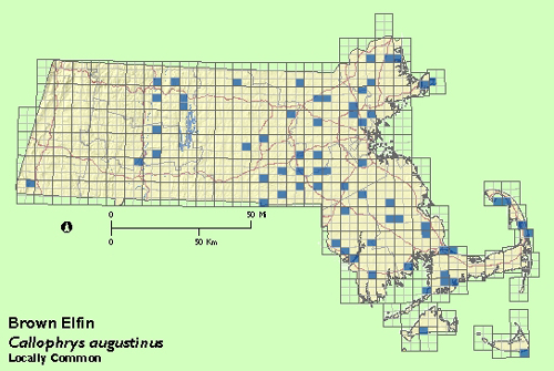 Brown Elfin map