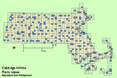 Cabbage White map