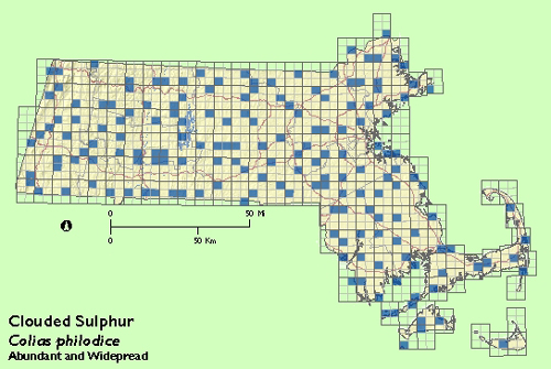 Clouded Sulphur map