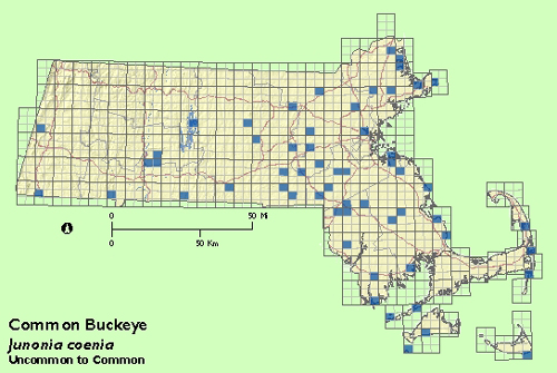 Common Buckeye map