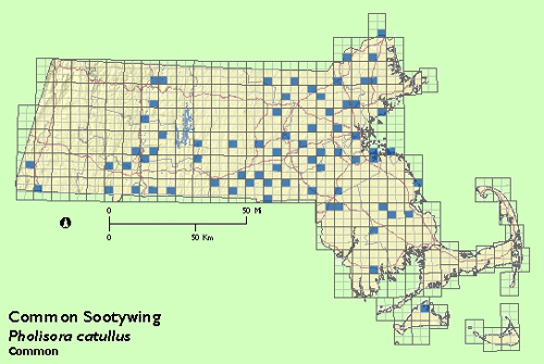 Common Sootywing  map