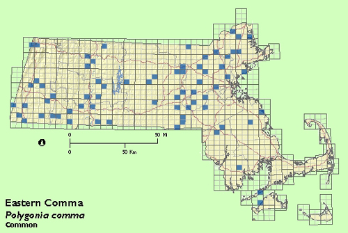 Eastern Comma map