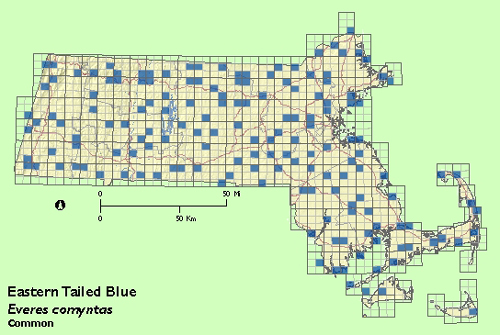 Eastern Tailed Blue map