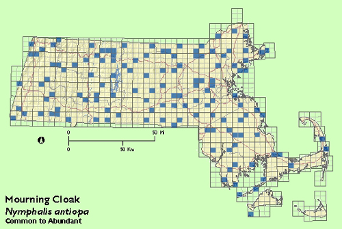 Mourning Cloak map