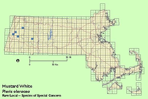 Mustard White map