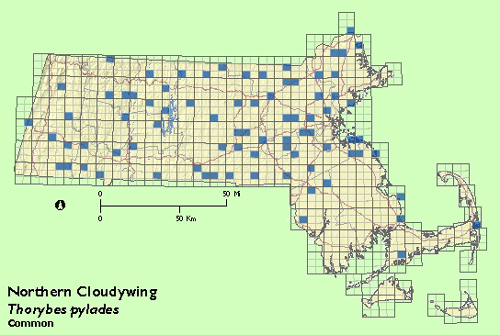 Northern Cloudywing map