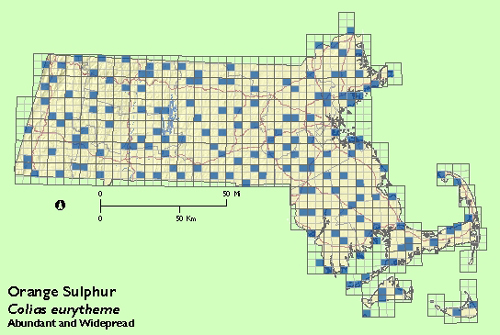 Orange Sulphur map