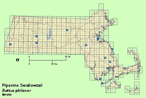 Pipevine Swallowtail map