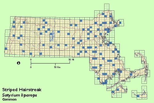 Striped Hairstreak map